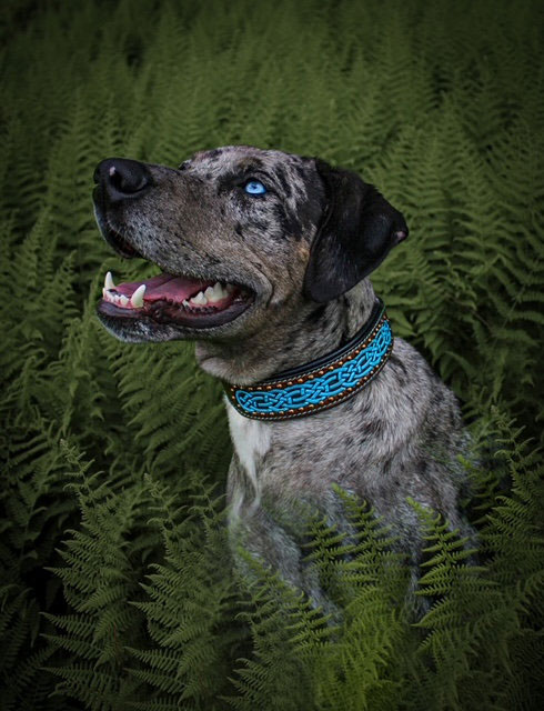 Hundhalsband Keltisk Design - 2