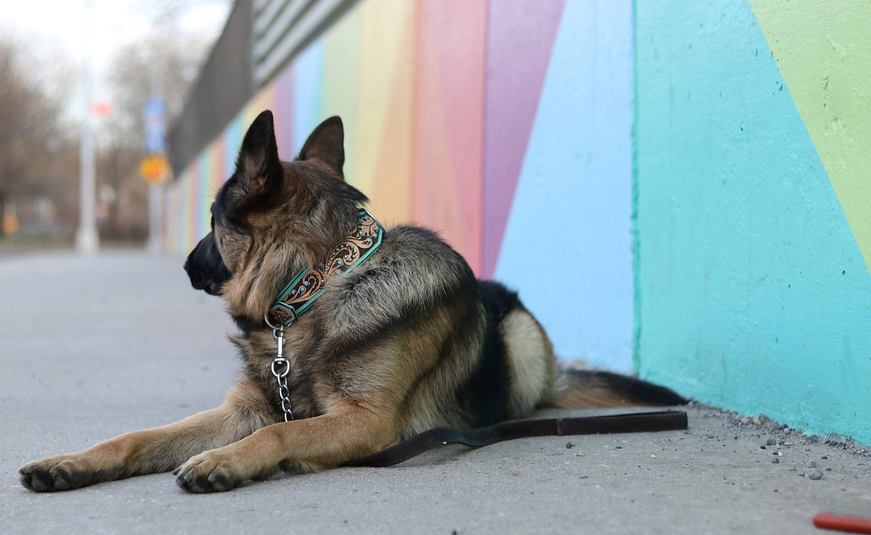 Lyxigt Hundhalsband Turkos - 8
