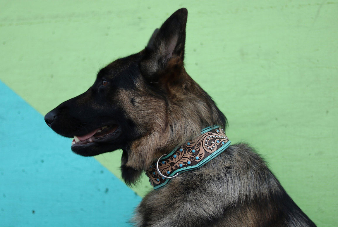 Lyxigt Hundhalsband Turkos - 4