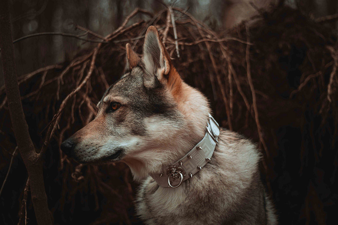 Hundhalsband Lionel - Arktisk Vit - 5