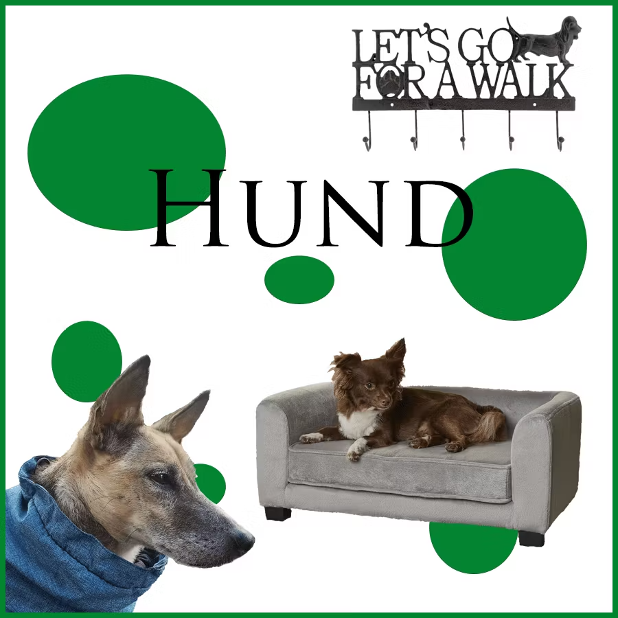 Hund  