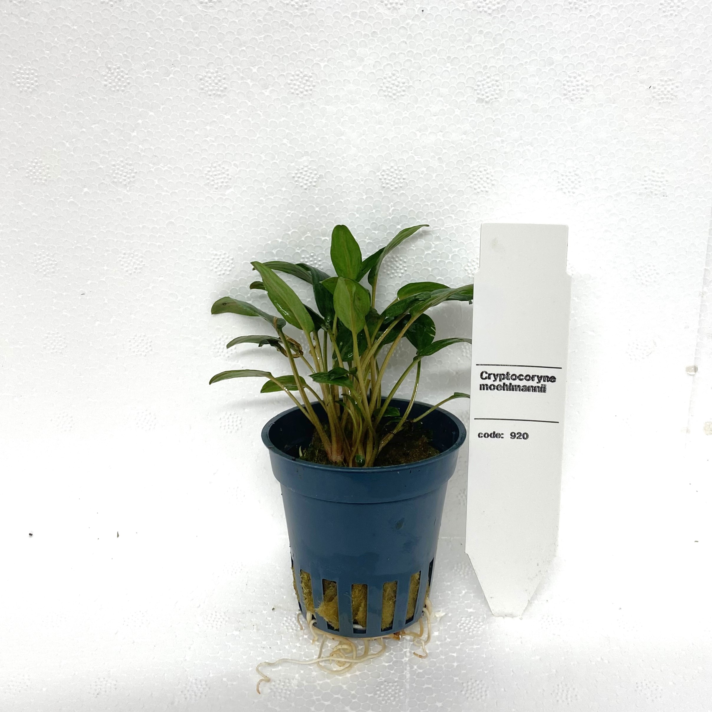 Cryptpcoryne  moehlmannii