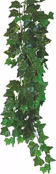 Terra planta Hedera helix - 50 cm