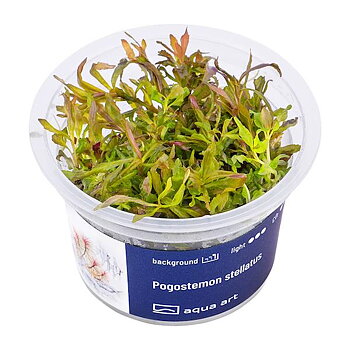  Pogostemon stellatus