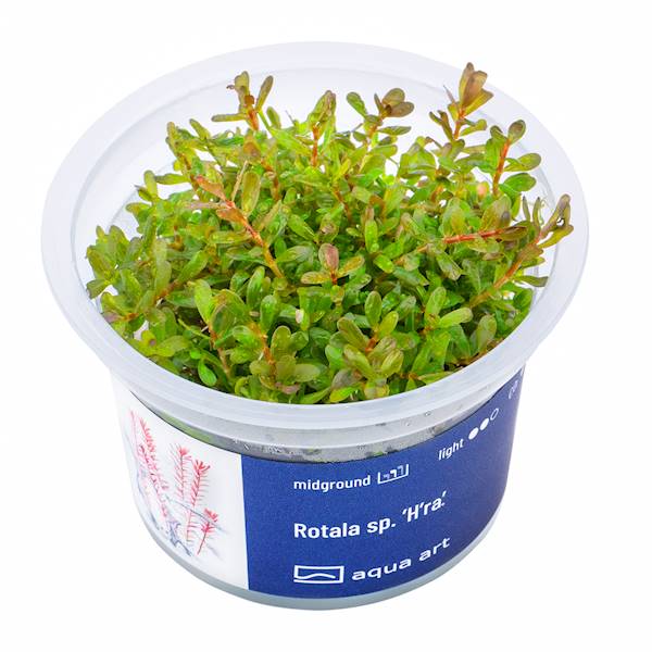 Rotala sp. 'H'ra'