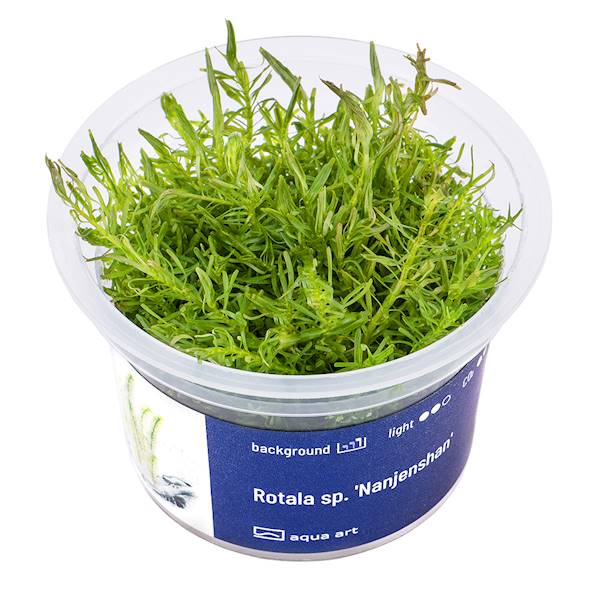 Rotala sp. 'Nanjenshan'