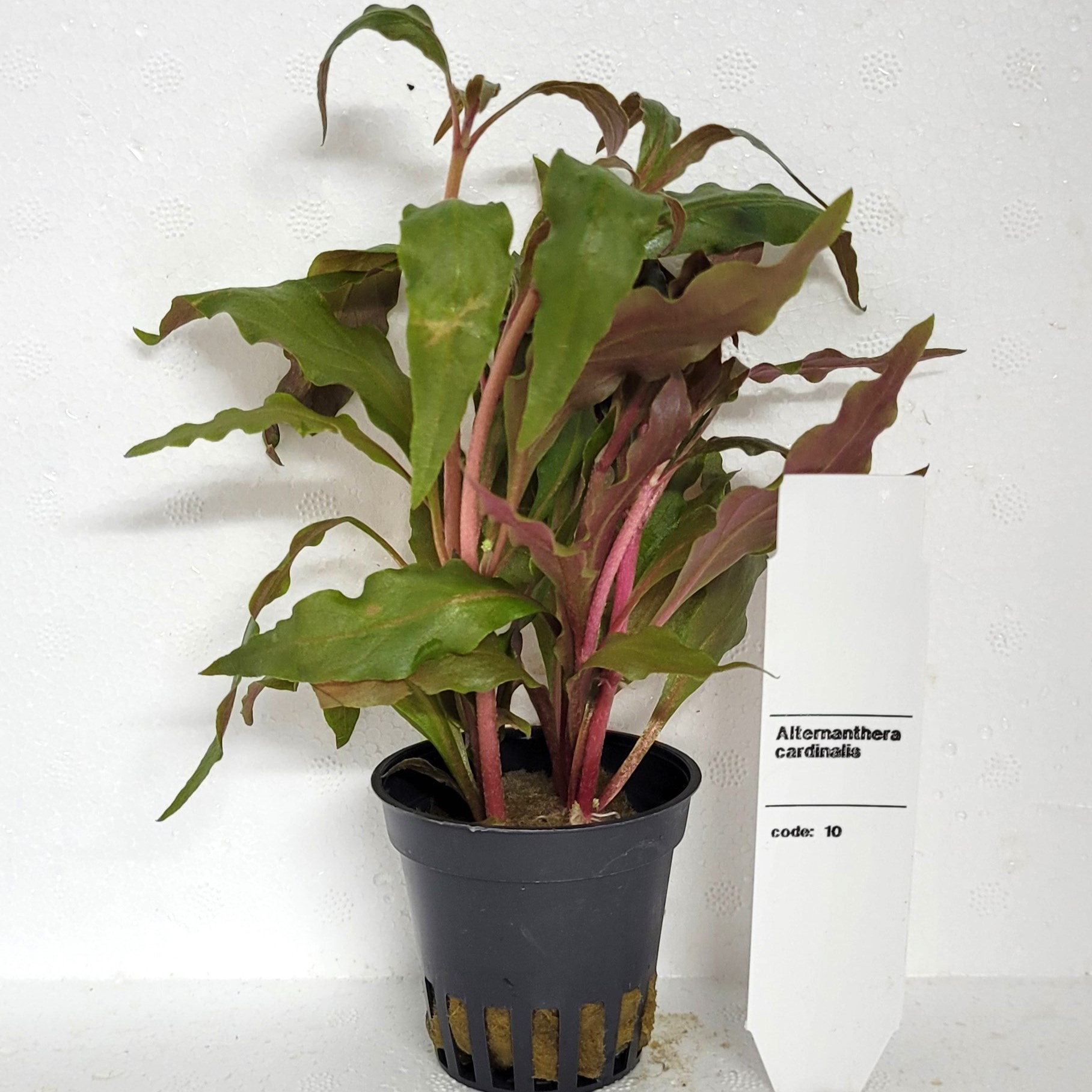 Alternanthera cardinalis 