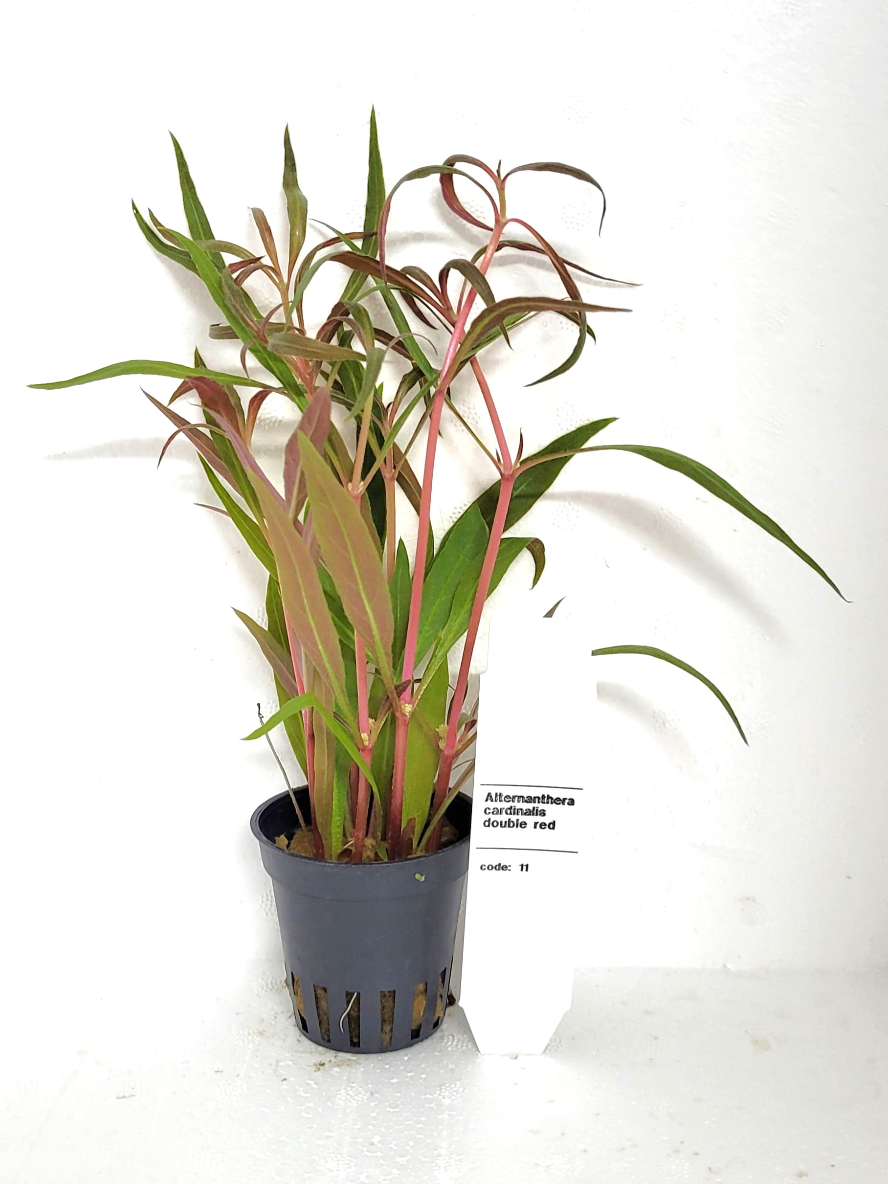Alternanthera Cardinalis dubbelröd