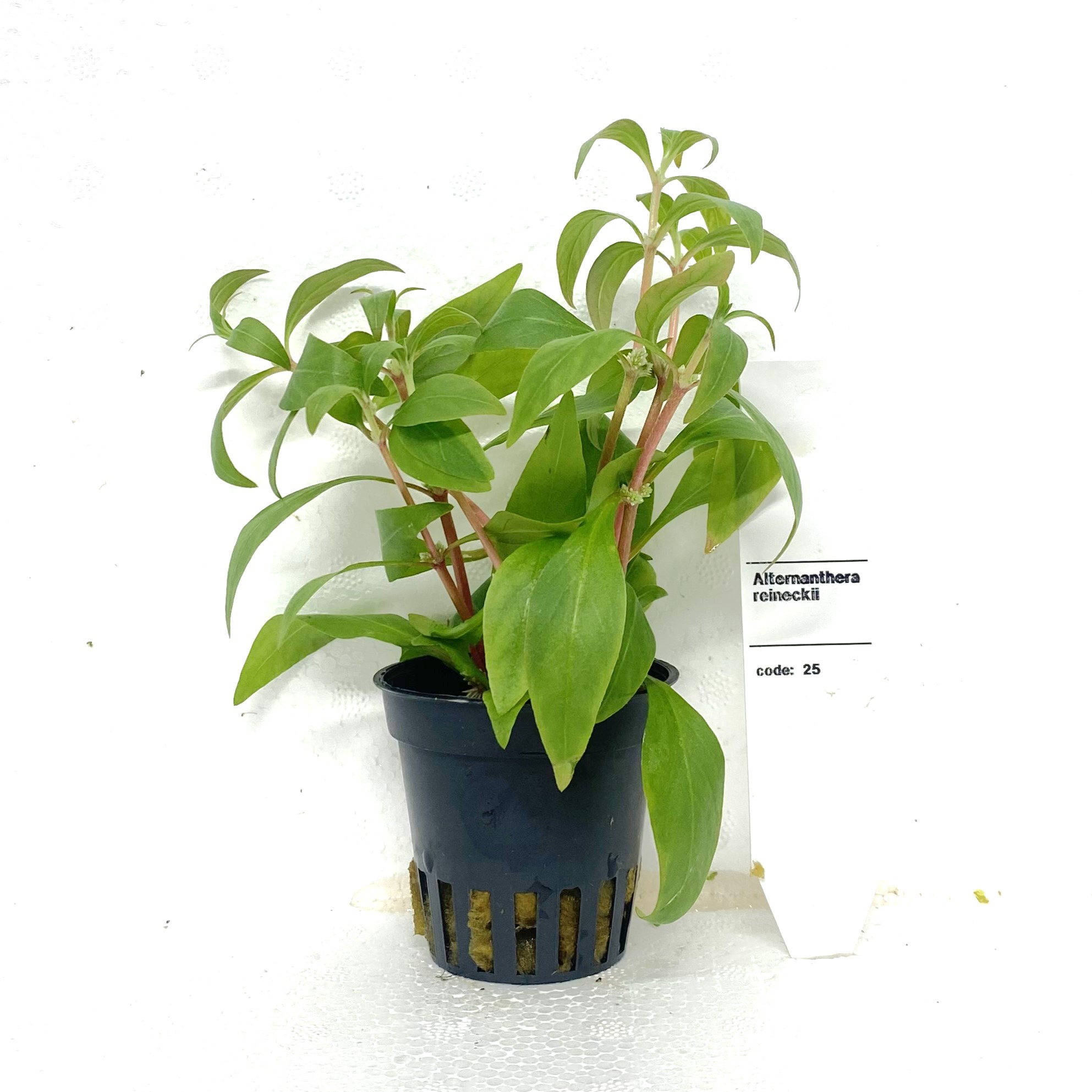 Alternanthera reineckii 