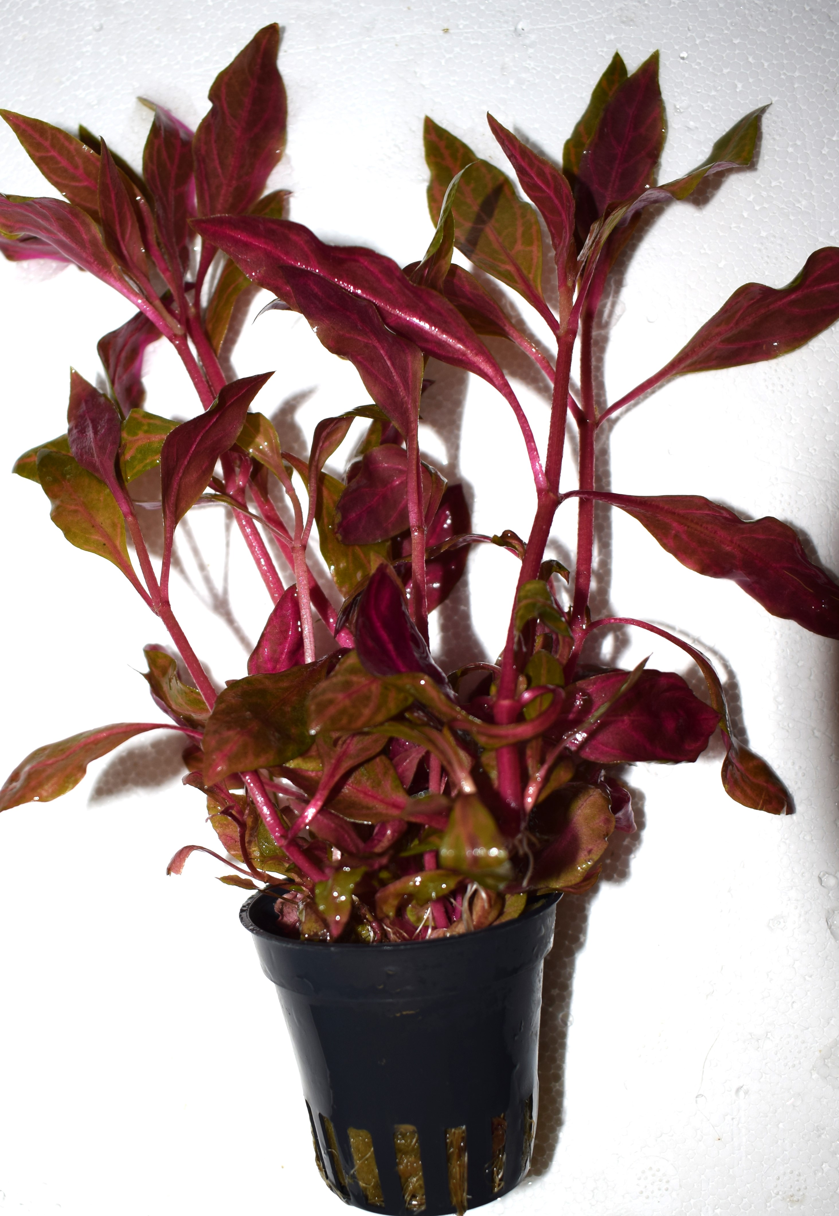 Alternanthera reineckii rosanervig