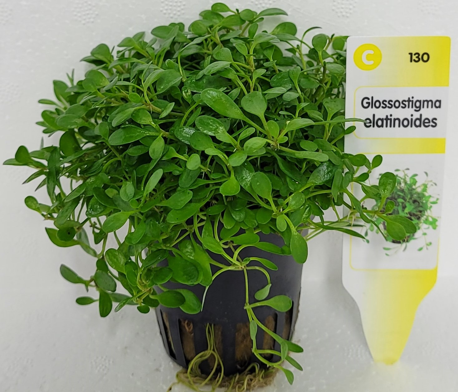 Glossostigma elatinoides
