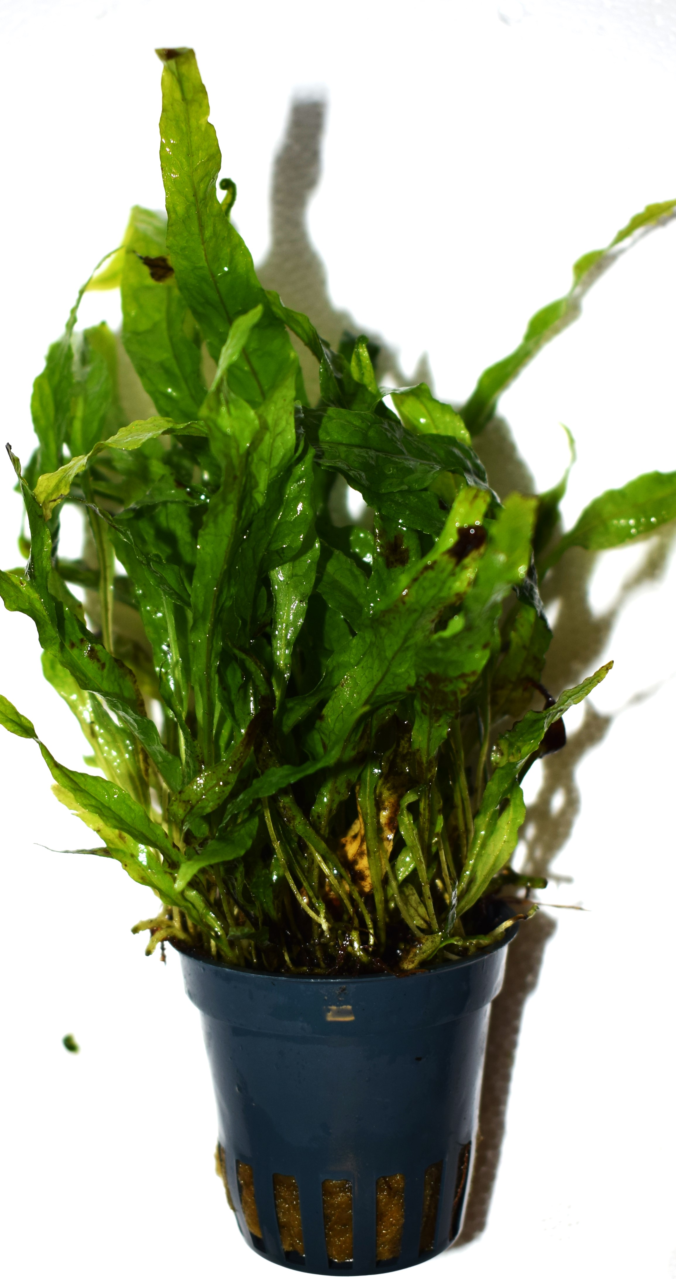Microsorum mini