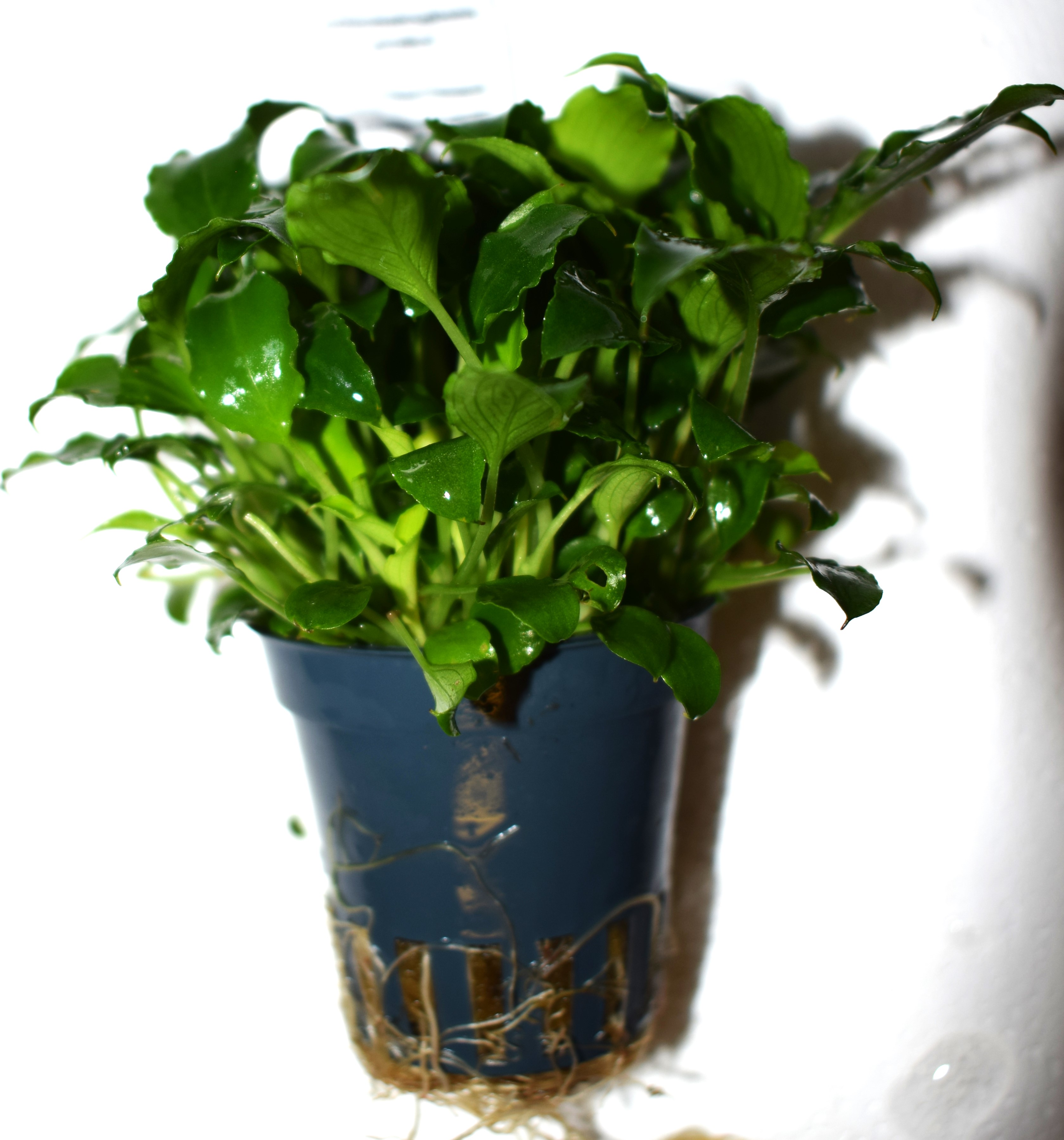 Schismatoglottis preitoi