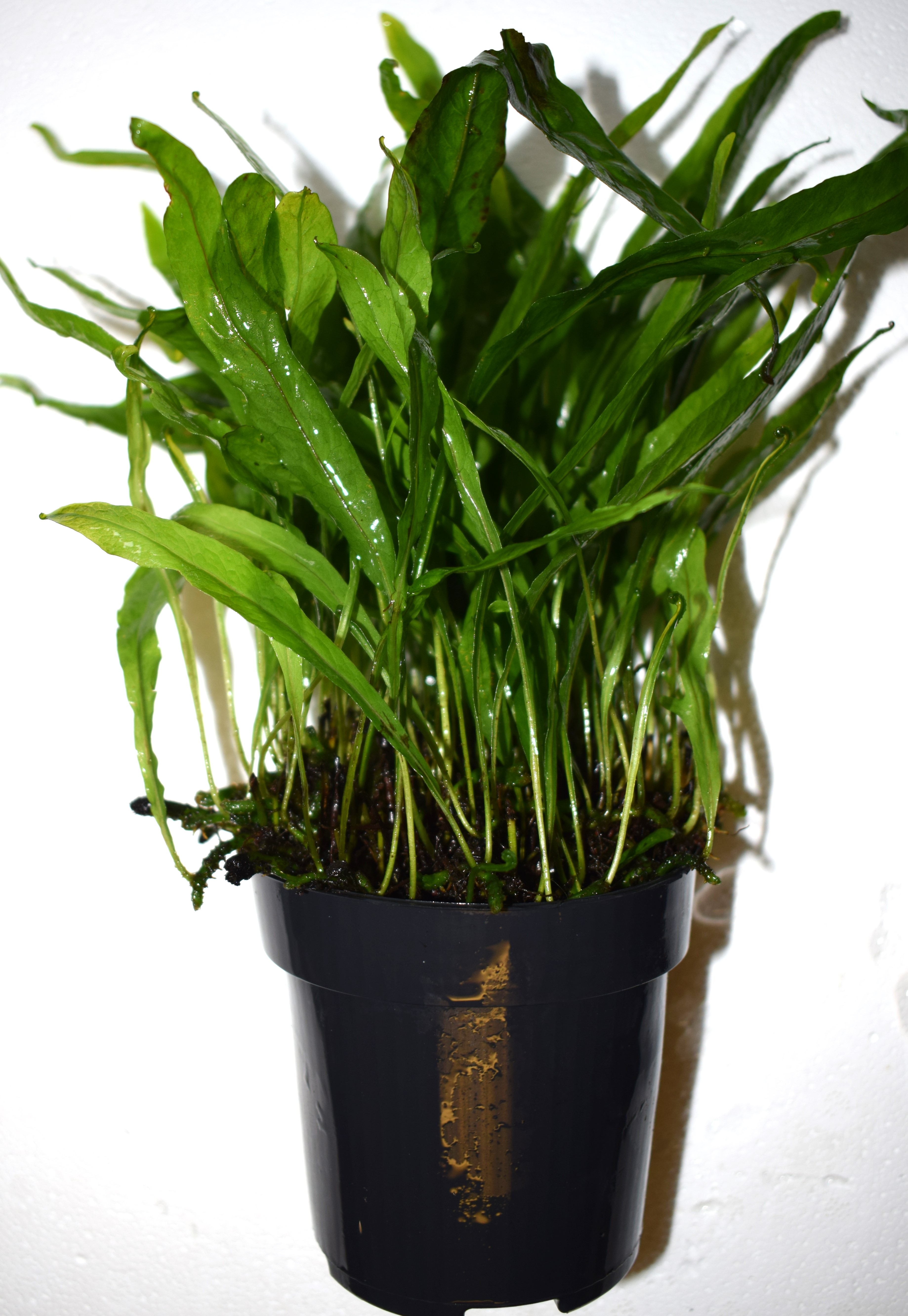 Microsorum pteropus moderplanta