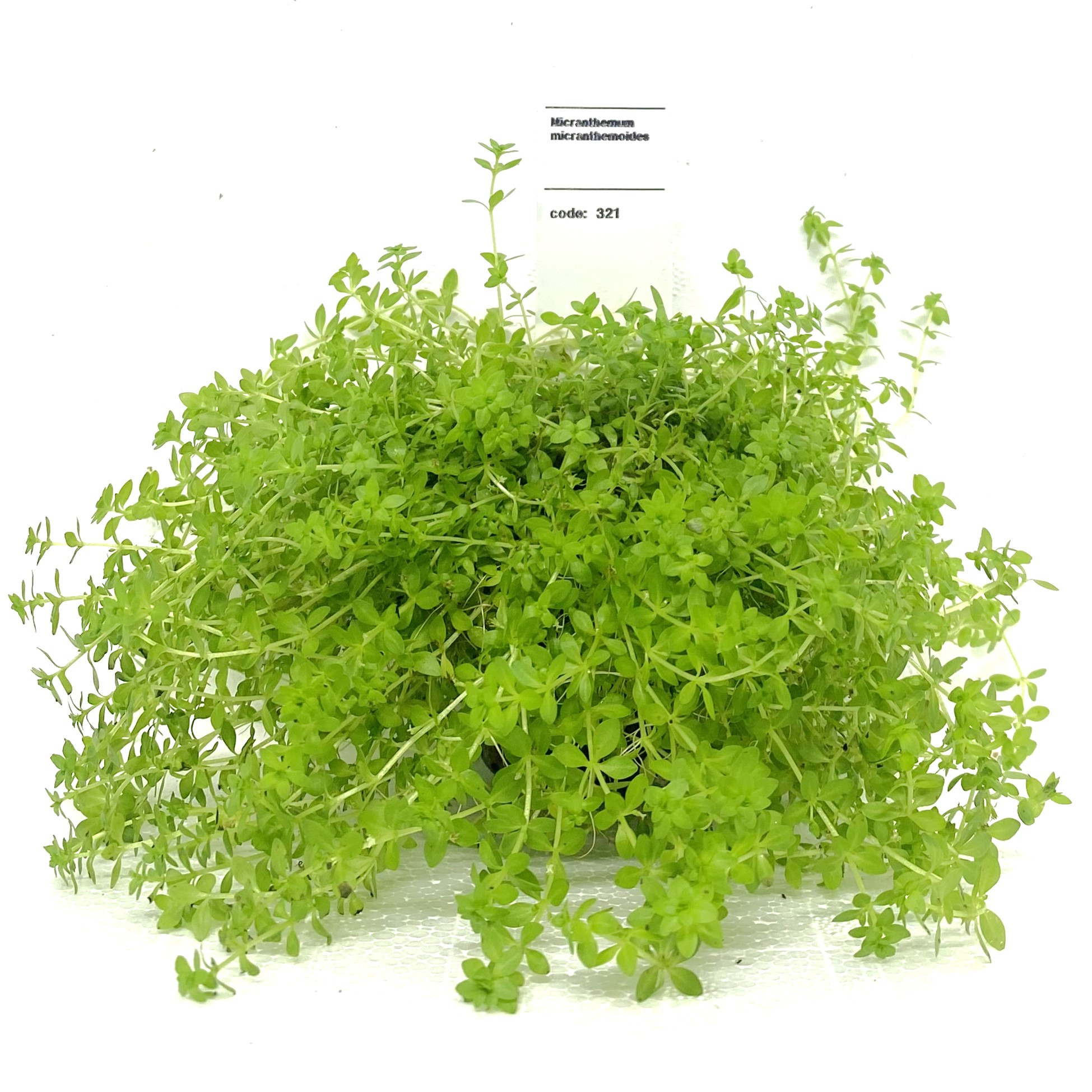 Micranthemum micranthemoides  