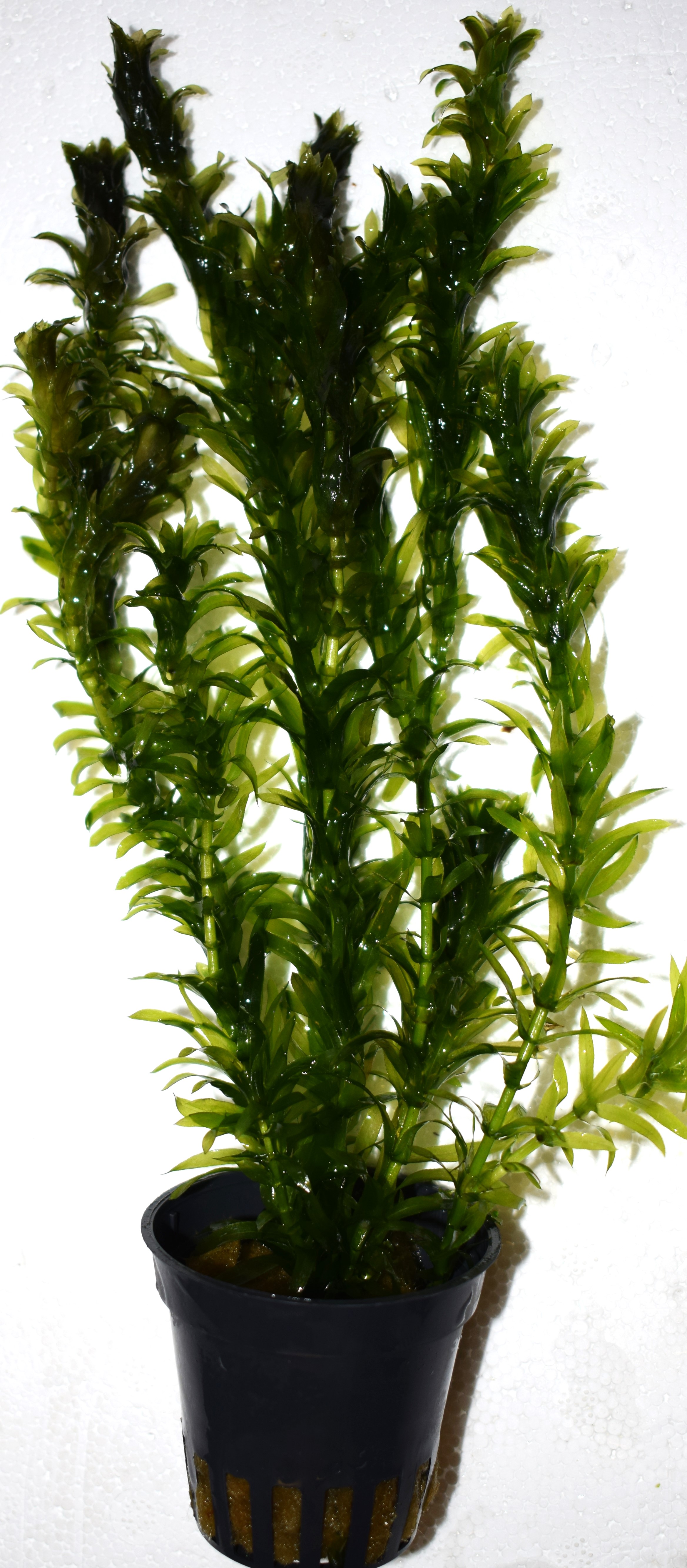 Egeria densa