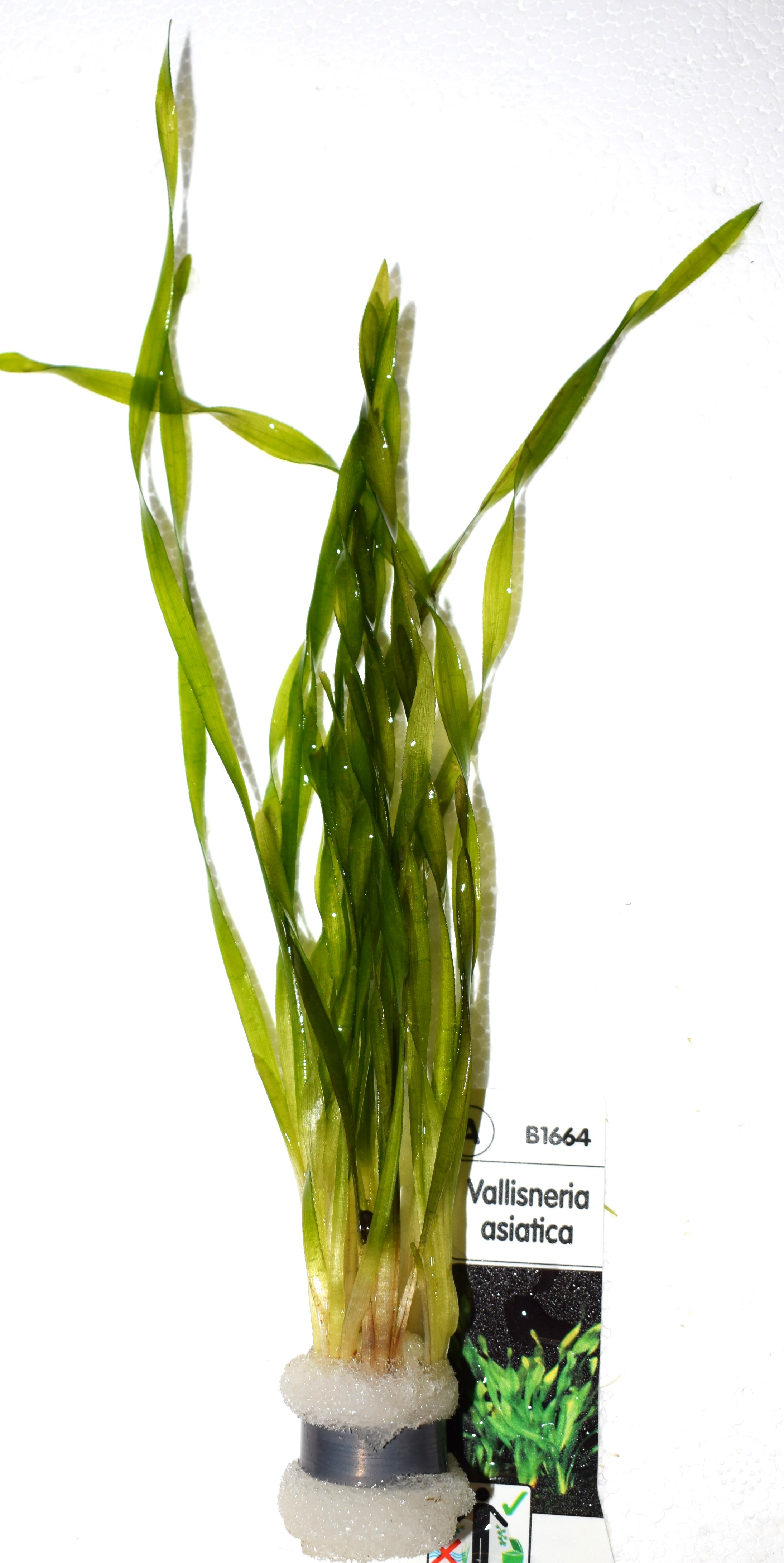 Vallisneria asiatica