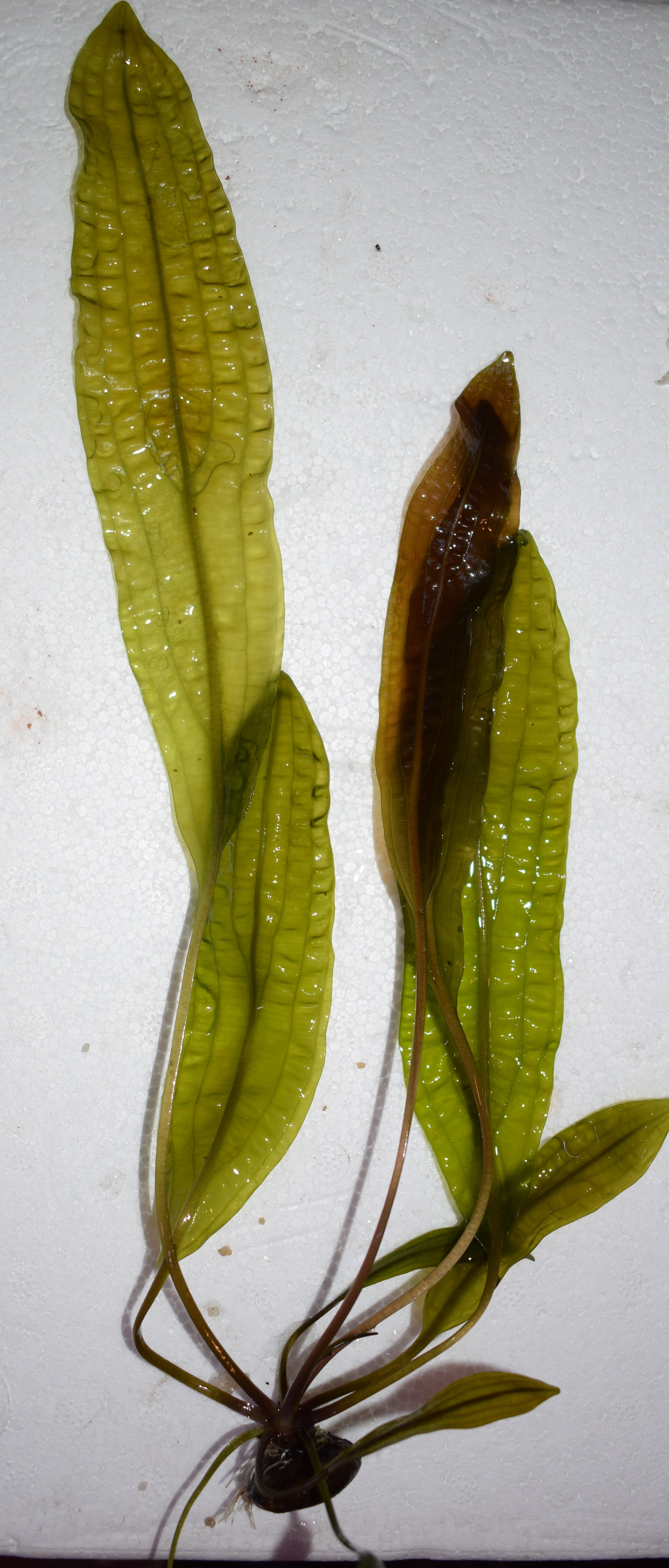 Aponogeton boivinianus