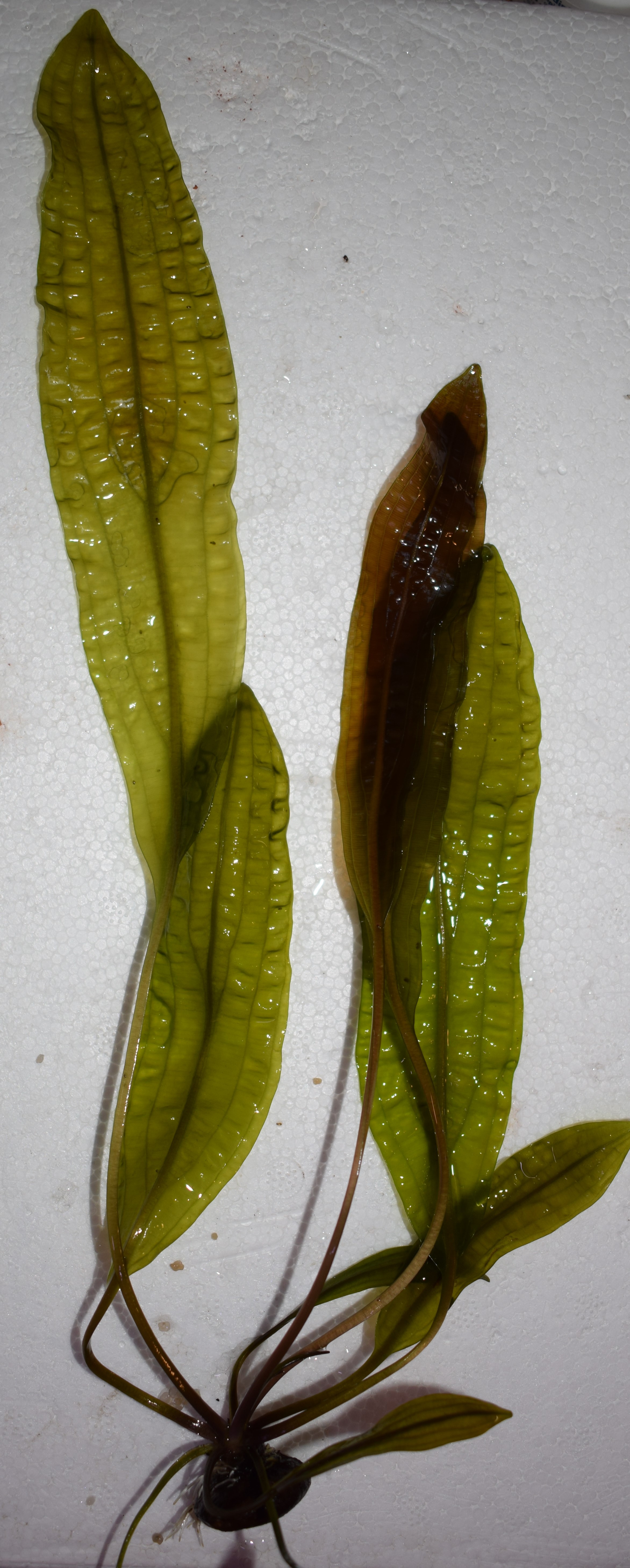 Aponogeton boivinianus - 2