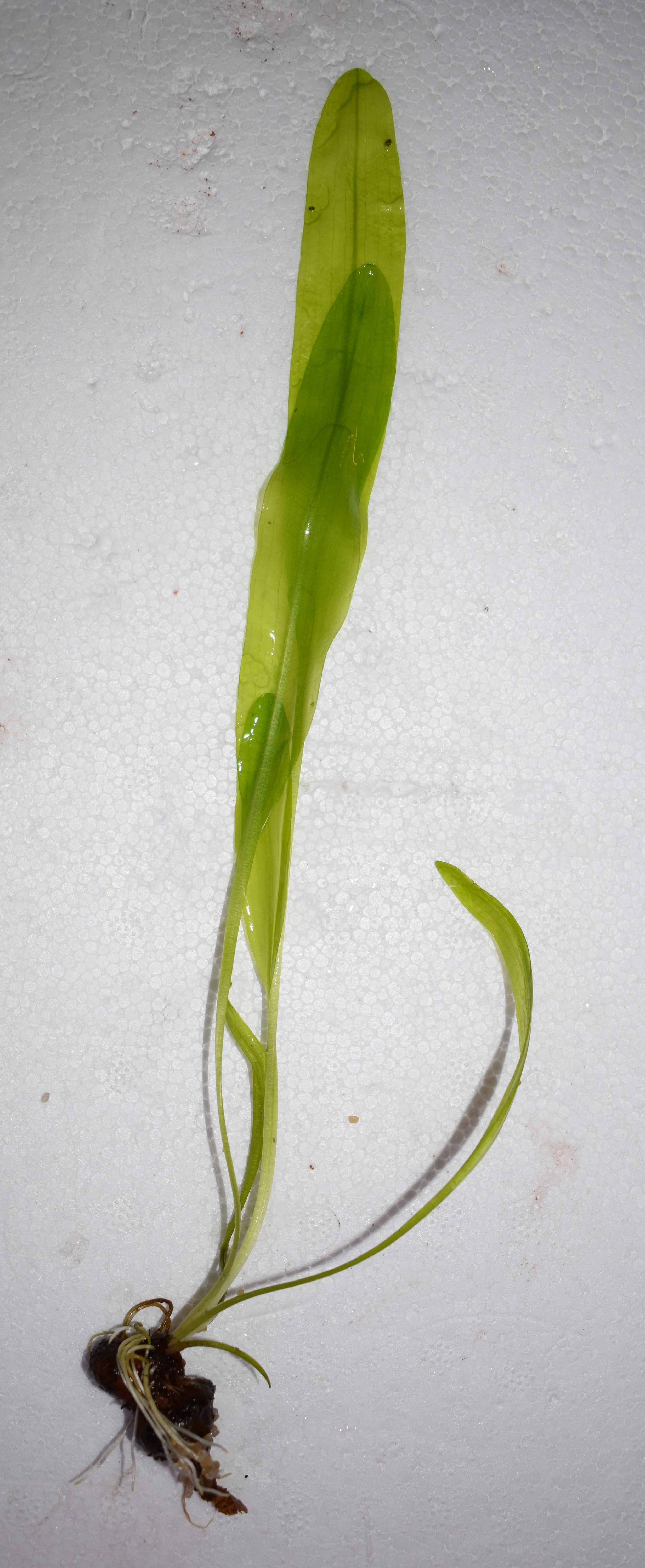 Aponogeton ulvaceus