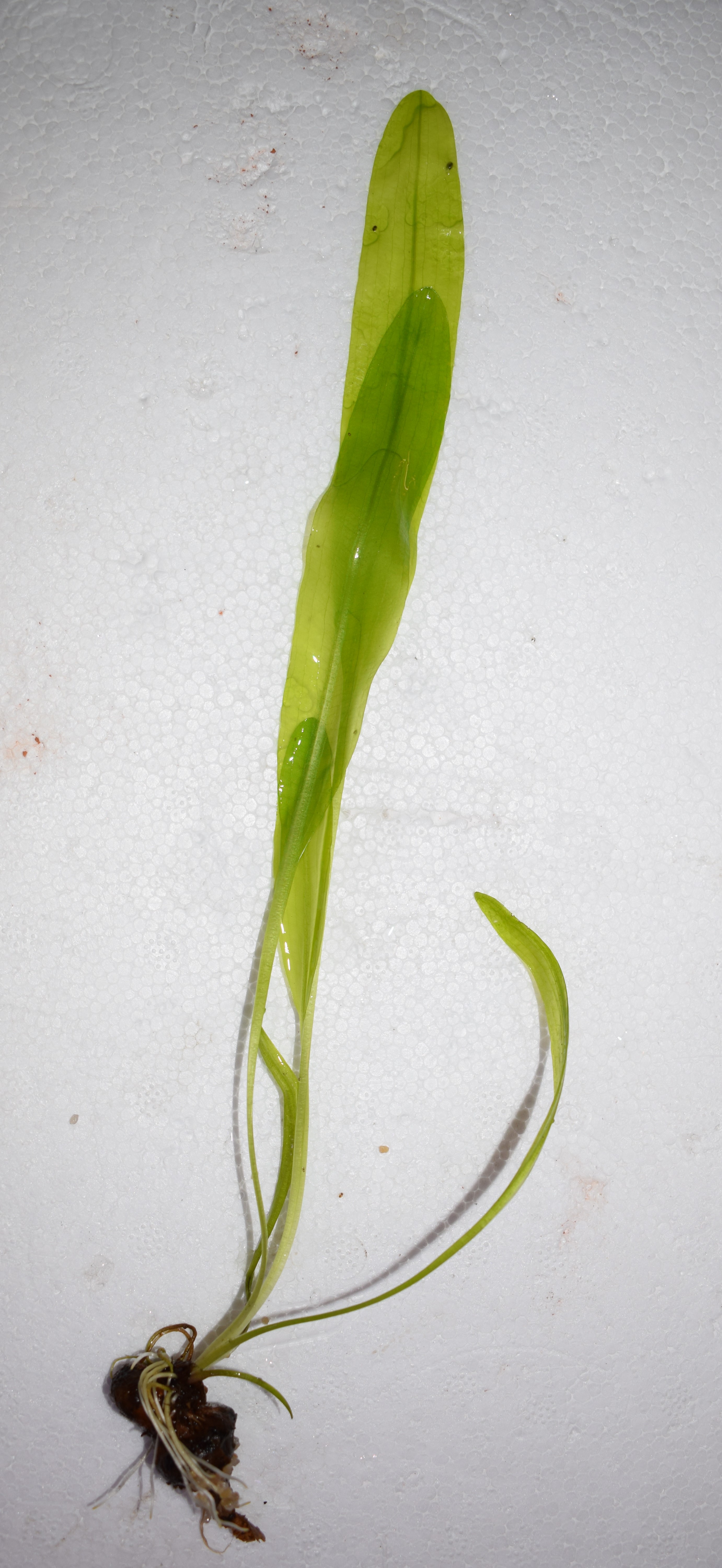 Aponogeton ulvaceus - 2