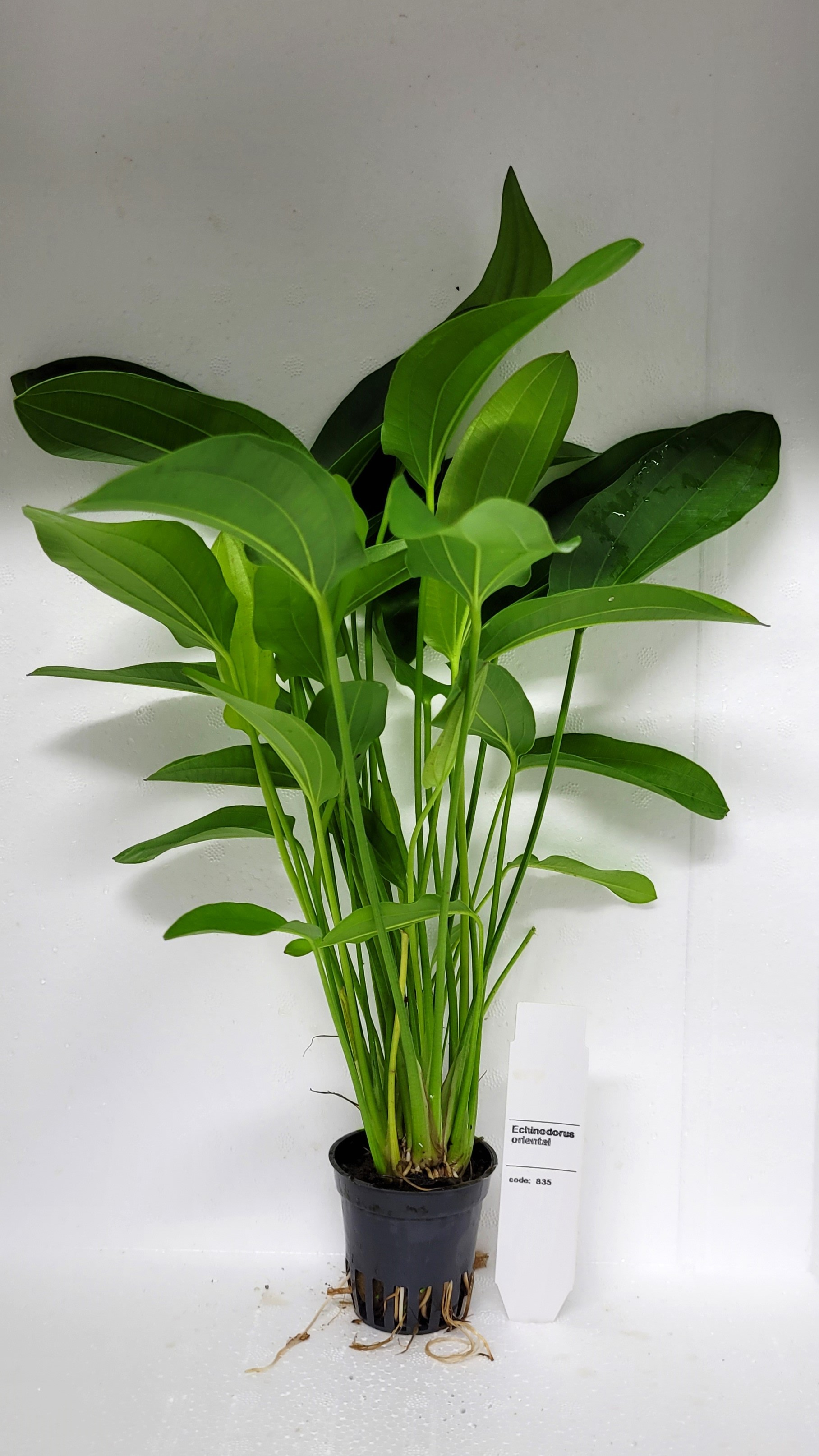 Echinodorus oriental 