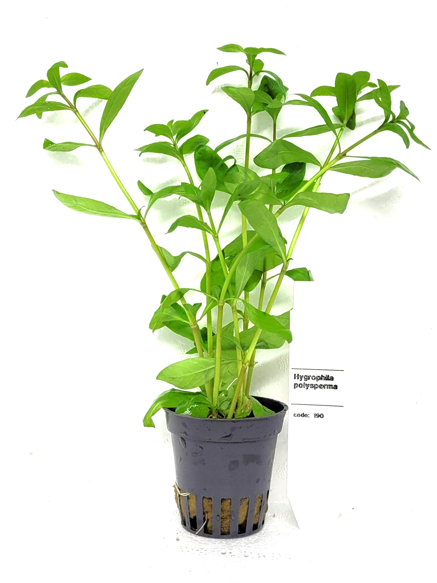 Hygrophila polysperma 