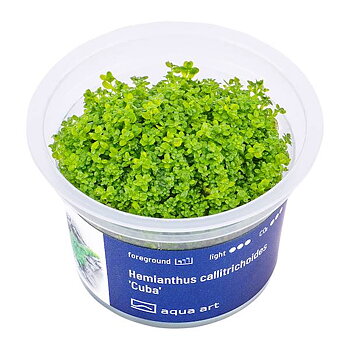 Hemianthus callitrichoides 'Cuba'