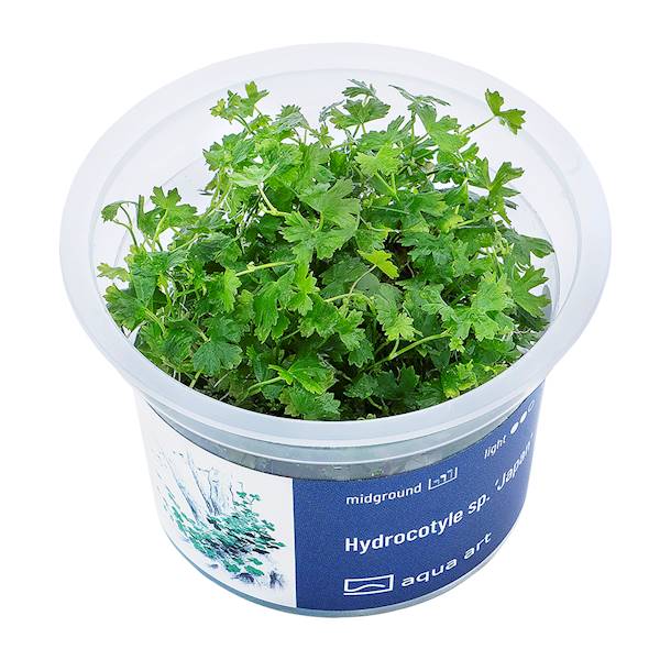 Hydrocotyle sp. "Japan"