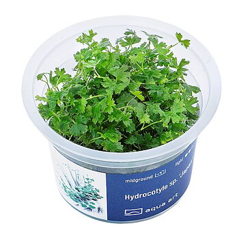 Hydrocotyle sp. "Japan"