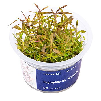 Hygrophila sp. "Araguaia"