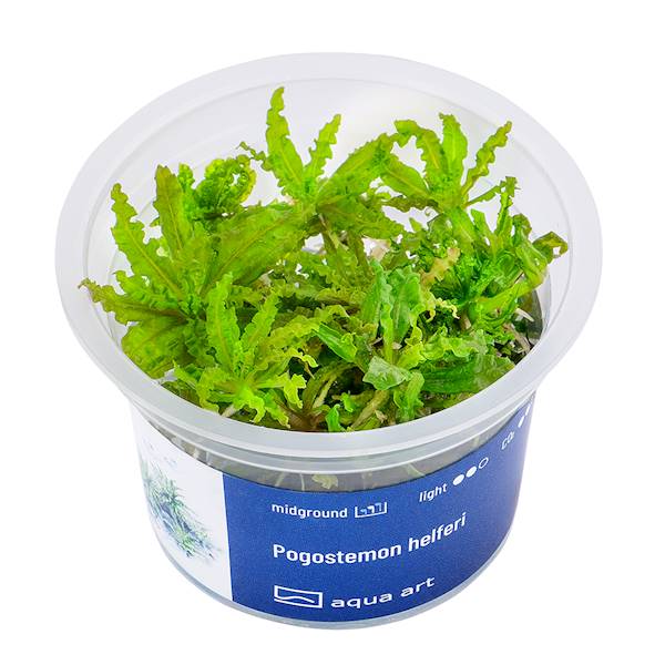 Pogostemon helferi