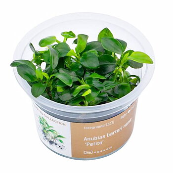 Anubias barteri nana 'Petite'