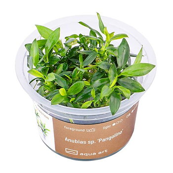 Anubias sp. 'Pangolino'