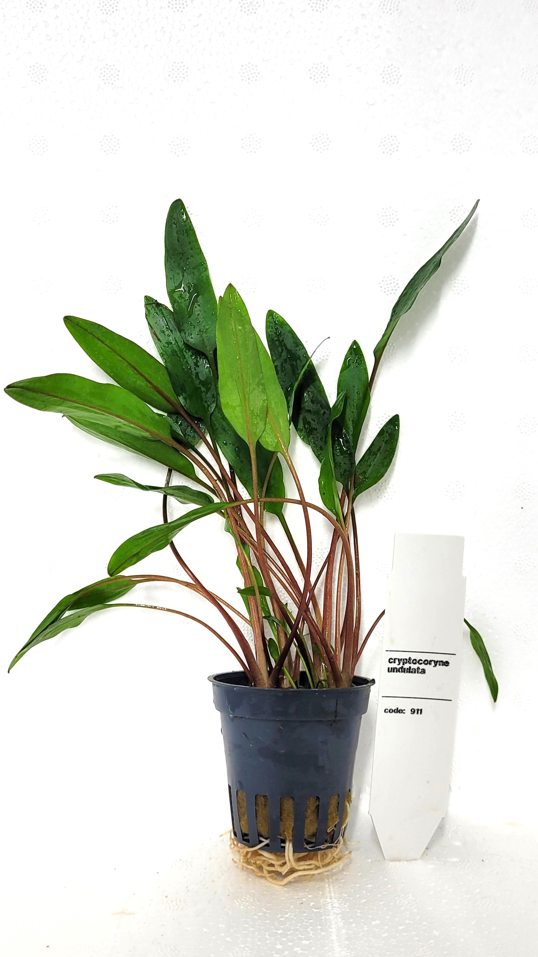 Cryptocoryne undulata