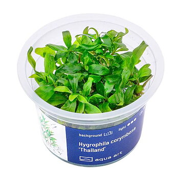 Hygrophila corymbosa 'Thailand'