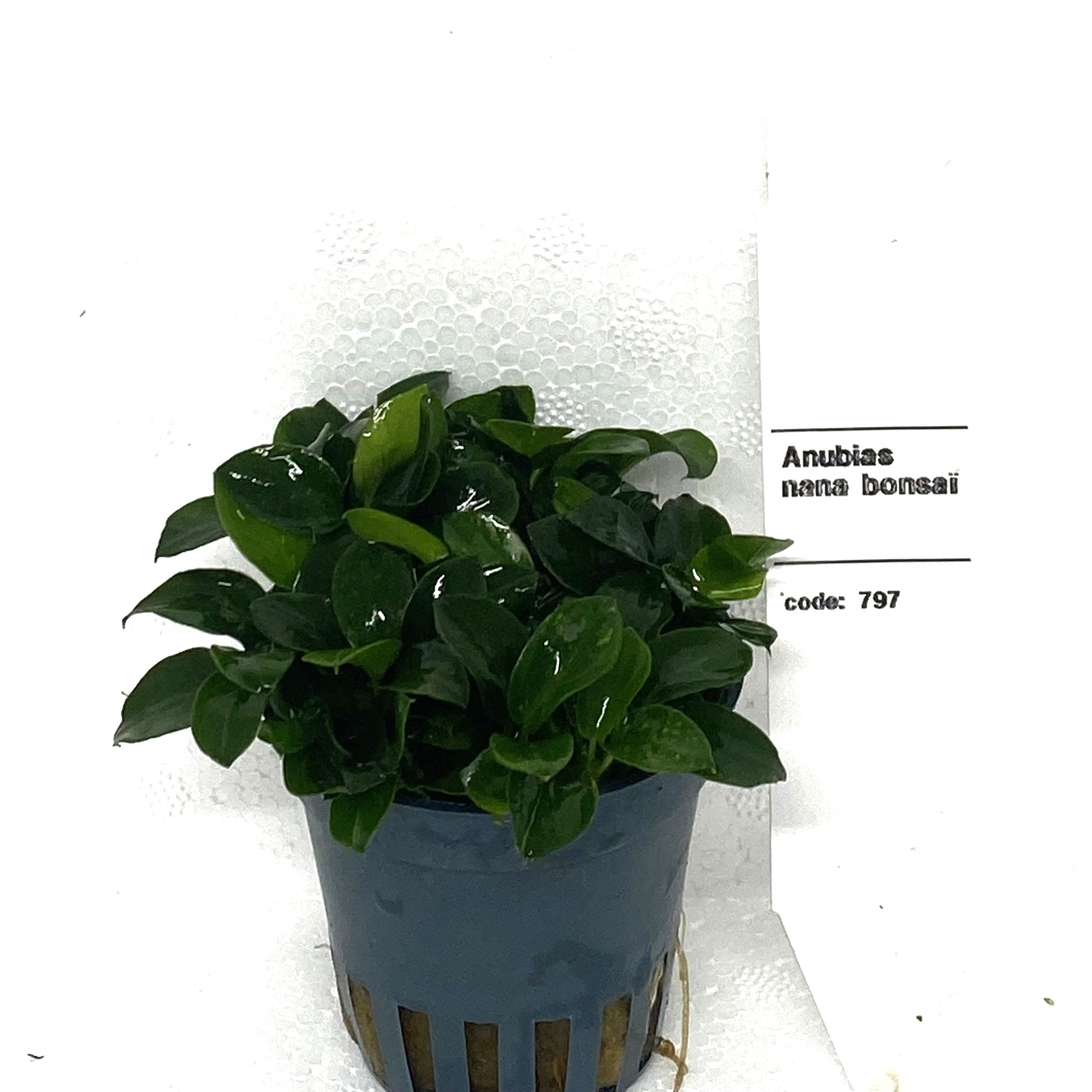 Anubias nana bonsai