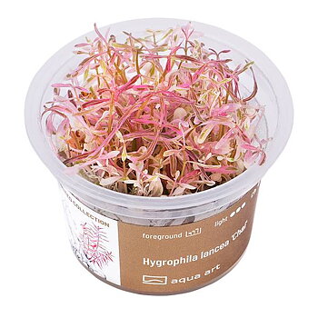 Hygrophila lancea 'Chai'