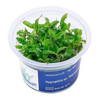 Hygrophila sp. "Siamensis"