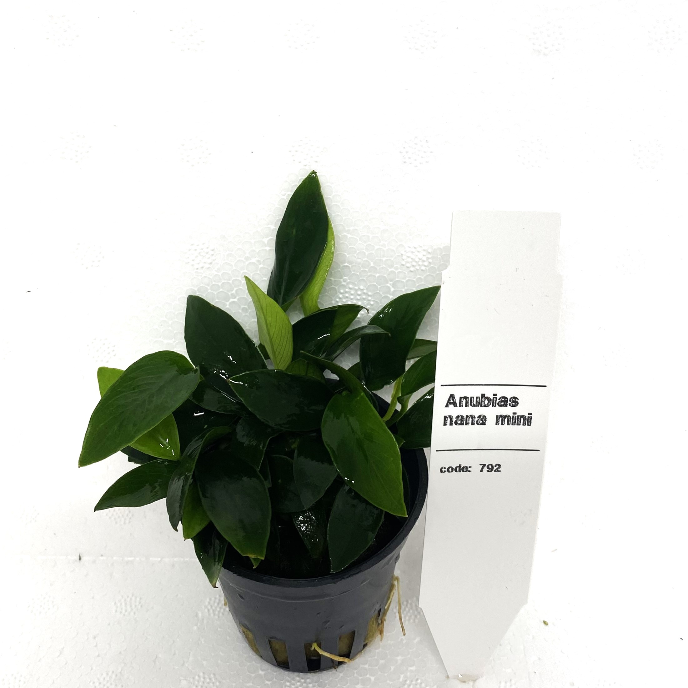 Anubias nana mini