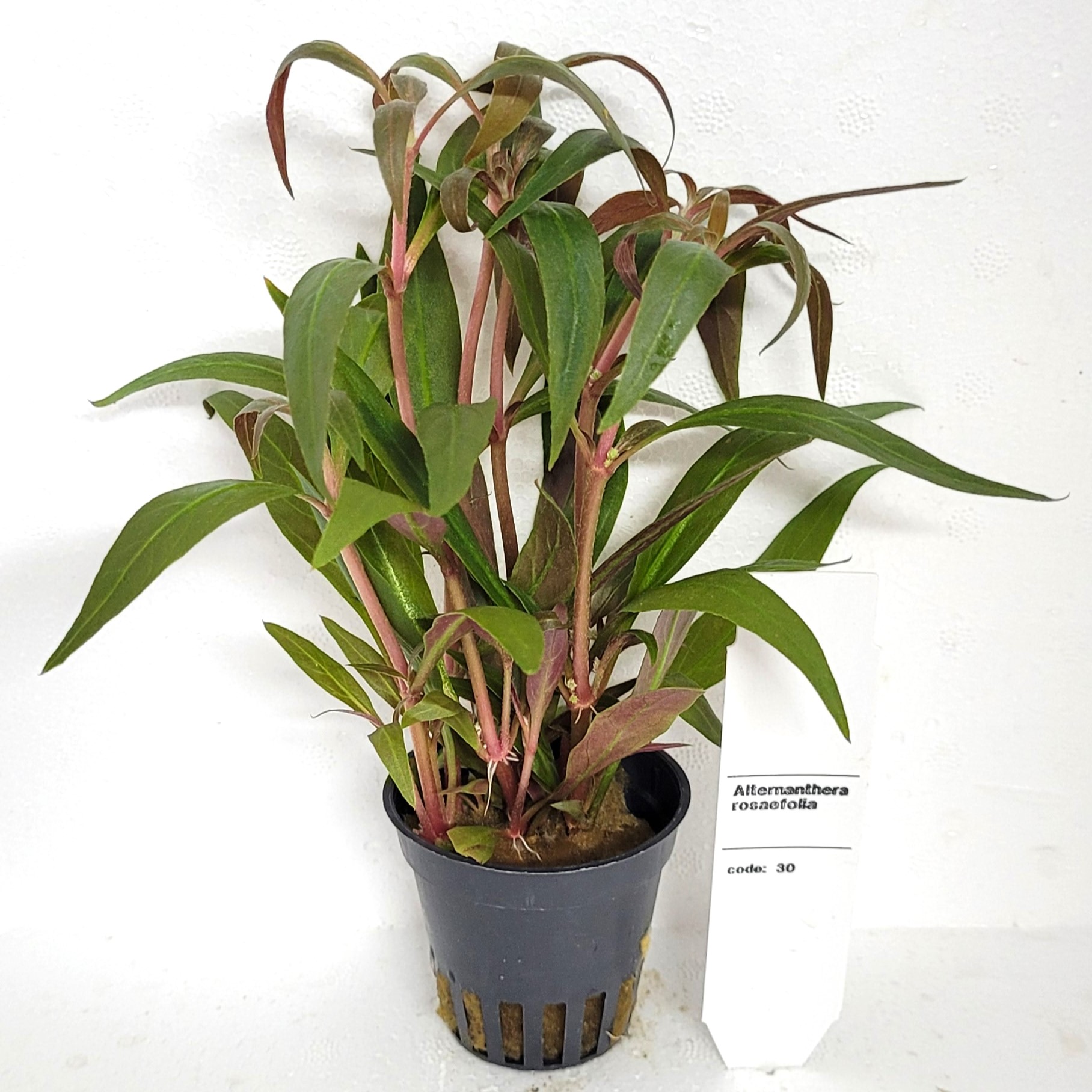 Alternanthera rosaefolia