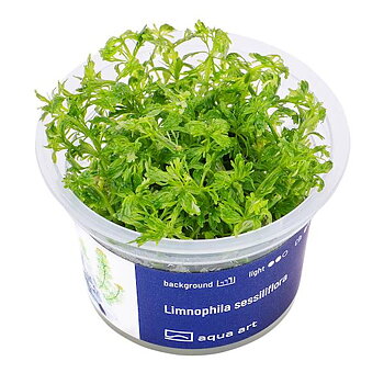 Limnophila sessiliflora