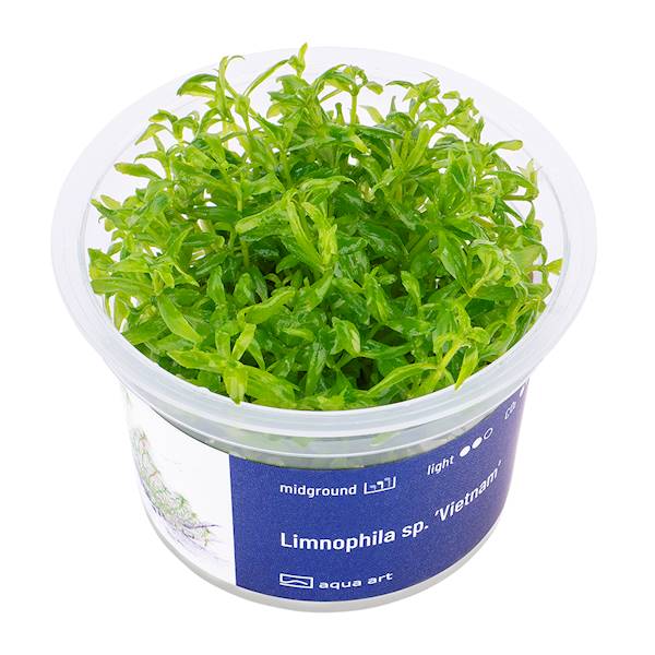 Limnophila Vietnam