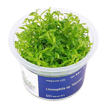 Limnophila Vietnam