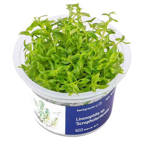 Limnophila sp. 'Scrophulariaceae