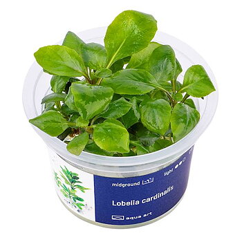 Lobelia cardinalis