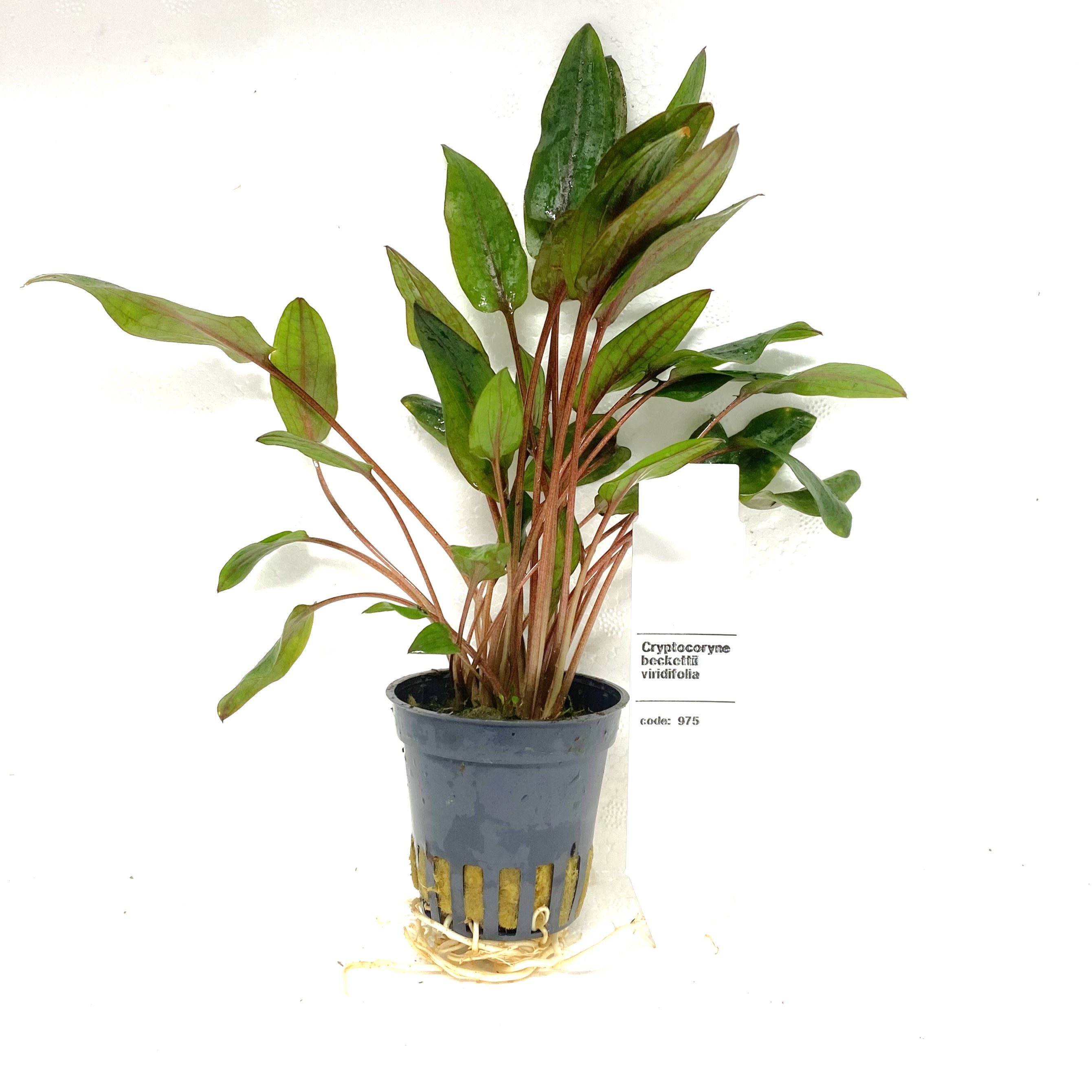 Cryptocoryne  beckettii viridfolia