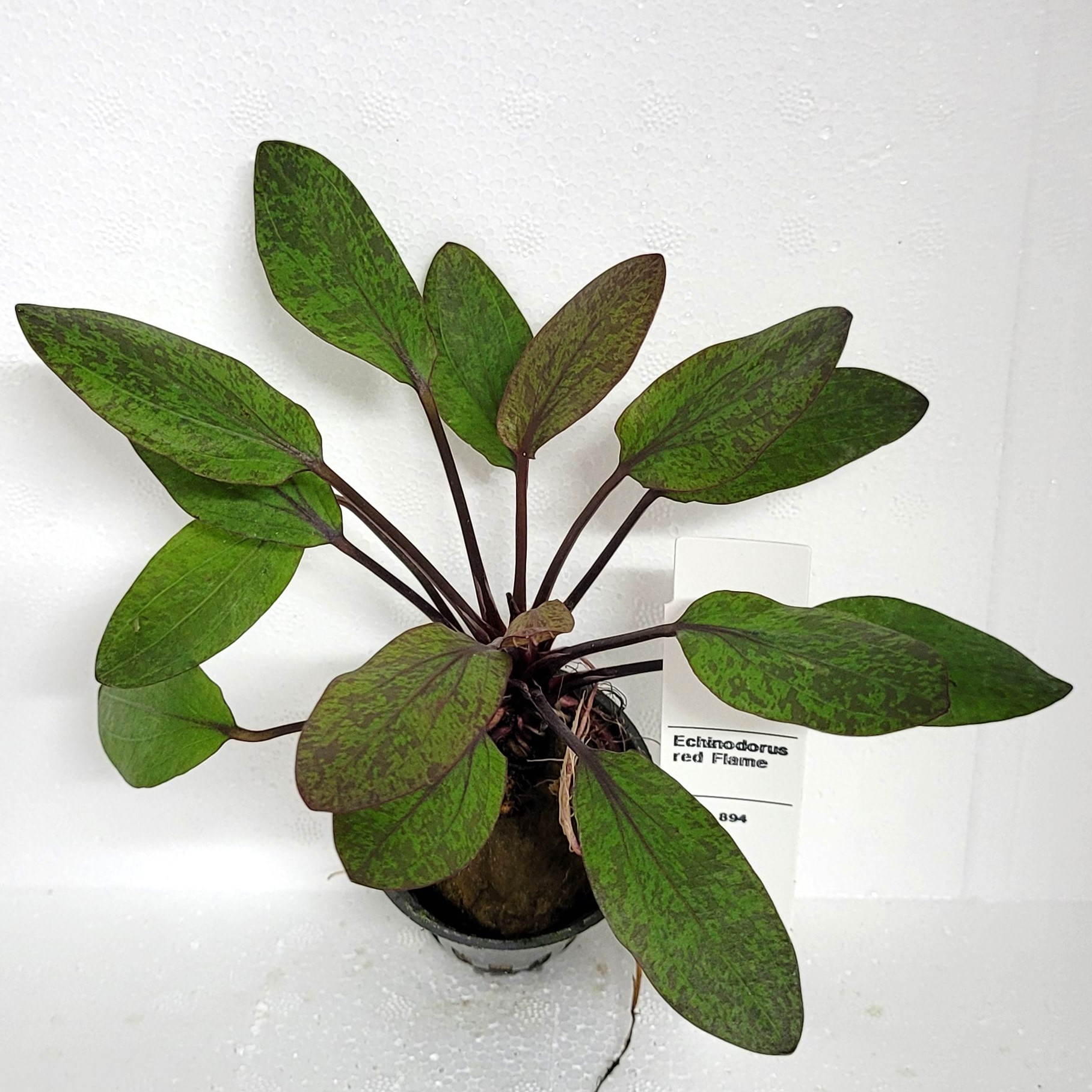 Echinodorus rood flame - 2