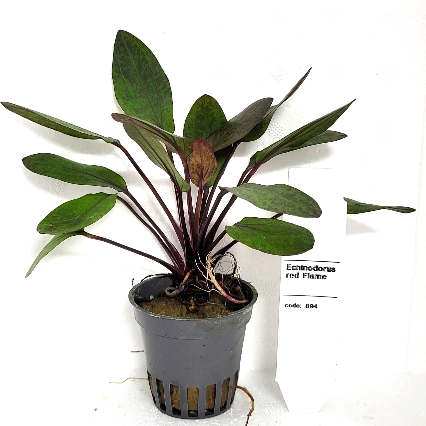 Echinodorus rood flame