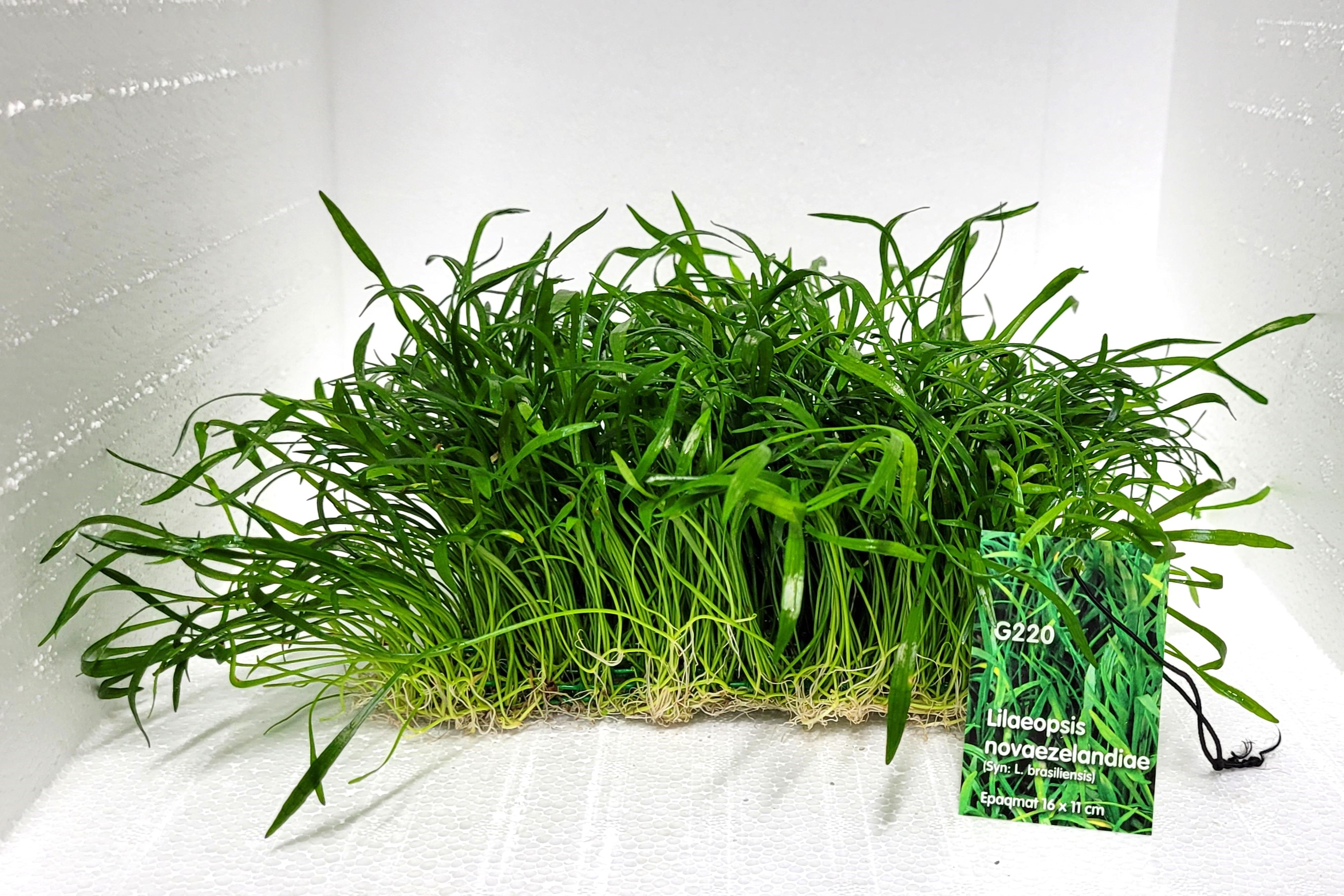 Lilaeopsis novae-zelandiae